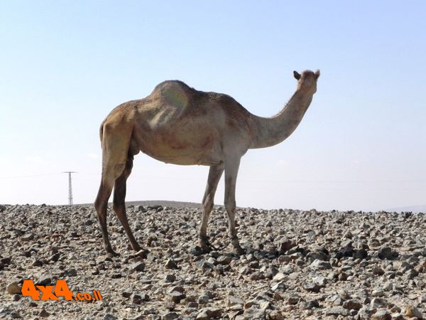 חיית השטח הטובה ביותר במדבר