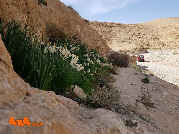 מקבץ נרקיסים מהמם נחל דימונה