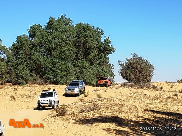 העצים בסמוך לנחל סכר