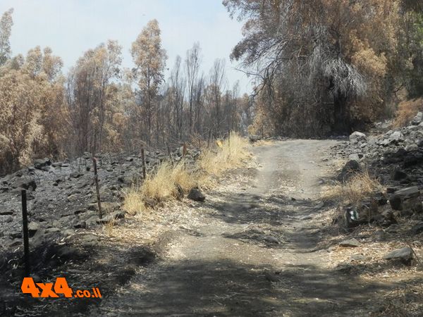שבועיים לפני הטיול שרפה פקדה את שמורת נחל ג'ילבון. נראה עצוב 