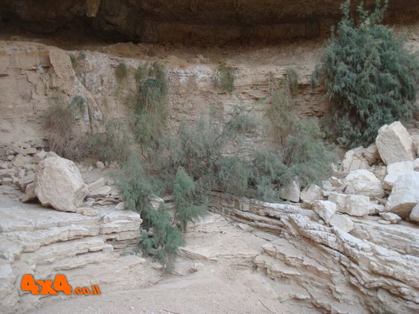 גב חצרה