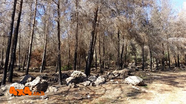 מחזה עצוב של יער שנשרף