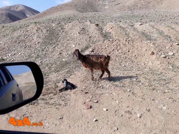 שלושים שניות לאחר ההמלטה הגדי עדיין בתוך השליה