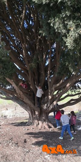 הברוש המפורסם של חורשן