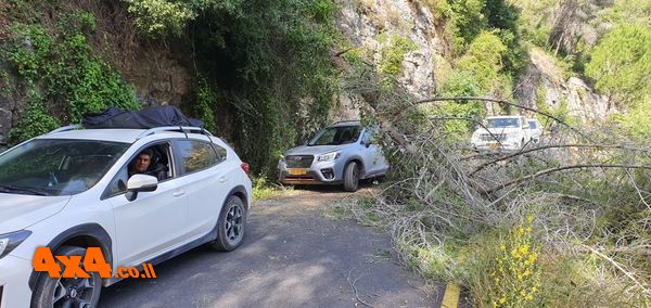 האחד העצים שקרס במעלה יער הקדושים