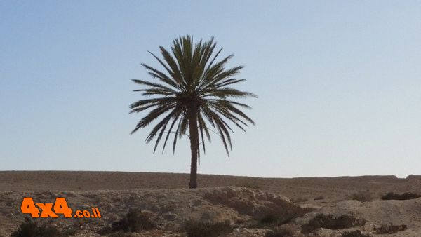עץ השמש המיוחד בנגב המערבי