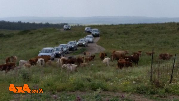 הפרות החליטו לעמוד בדרכנו וסירבו לפנות לנו את הדרך
