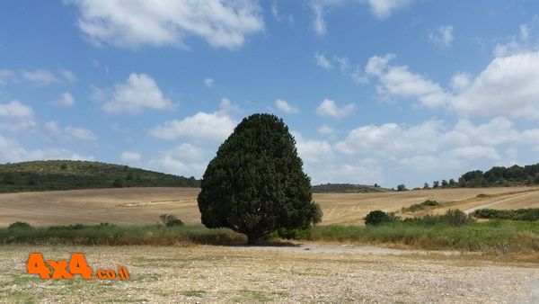 הברוש המפורסם של חורשן