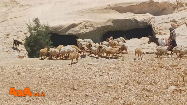 רועה צאן ועדרו באו לרוות צמאונם במי הבור