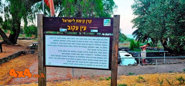 עין עקוב/תאופיק