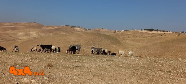 טיול אל הרי יהודה ועין פרת