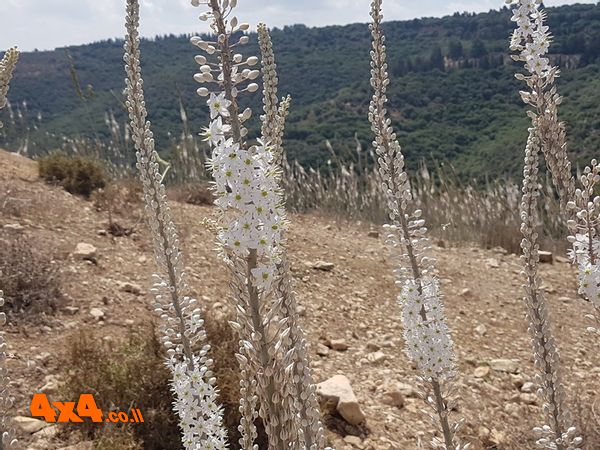 טיול אמצע השבוע בכרמל - 19/10/26