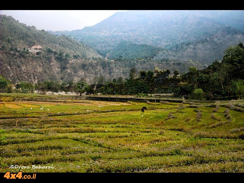שדות האורז של נפאל בדרך לקטמנדו