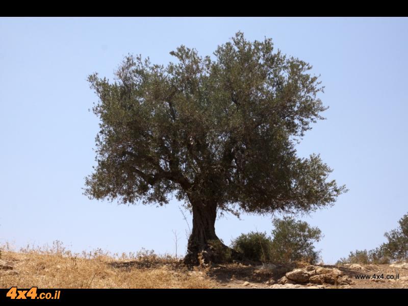 מעיינות בהר - צבילי הראל - 08/09/12