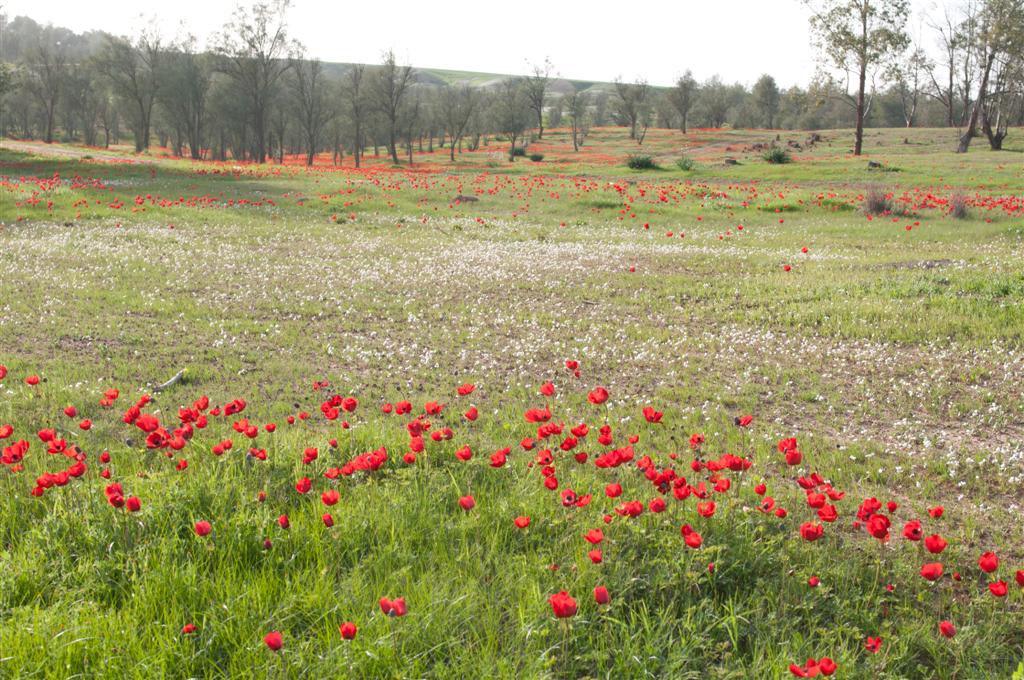 פריחת הכלניות בבתרונות רוחמה - עופר אדר - 11/02/13