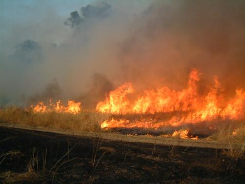 סיור הזדהות ותמיכה בתושבי הכרמל לאחר השריפה - אדיר לב - 18/12/10